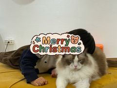 -1013 PET SHOP精品宠物商店(丁香店)