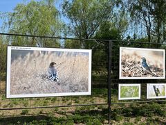 -野鸭湖国家湿地公园