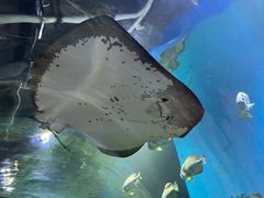 -顺德南宏海立方海洋公园