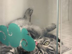-lincat·猫舍(广州店)