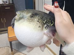 -鲐赏河豚(长寿店)