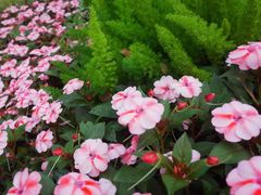 -云溪植物园