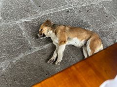 -孝店王酒酿馒头(安昌1店)