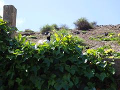 -阿尔卡特拉斯岛