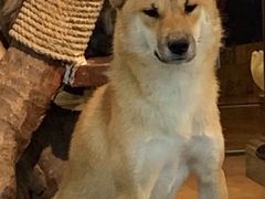 -more than meow吴止猫主题餐厅(承德 中船汇店)