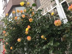 -山城辣妹子(定福庄店)