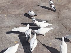 -中粮·祥云小镇