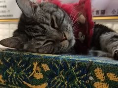 -平行世界·猫咖(首经贸店)