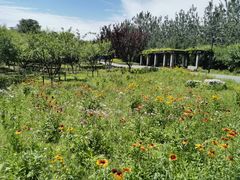 -永定河休闲森林公园