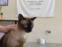 -猫力发电所·宠物专门店