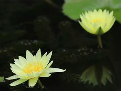 -国家植物园