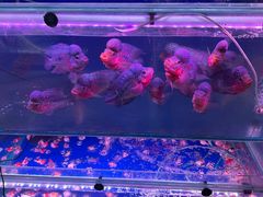 -中环花鸟鱼虫市场