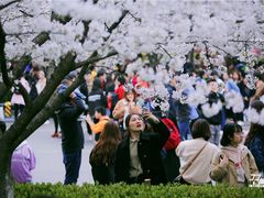 -武汉大学-樱园