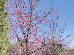 -崇圣寺三塔文化旅游区