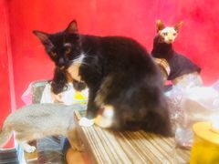 -猫色咖啡·猫咖