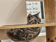 -有喵·猫咖·狗咖·30几只猫10只小狗(岗厦店)