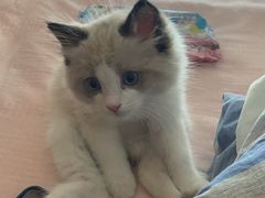 -欣宠猫屋·矮脚拿破仑·蓝金金渐层