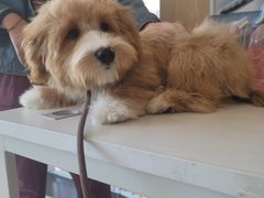 -宠颐生·恒爱宠物医院(静海店)