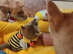 -逗柴咖啡屋·狗咖猫咖宠物桌游