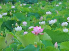 -梁鸿国家湿地公园