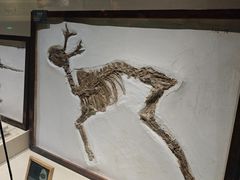 -安徽省地质博物馆