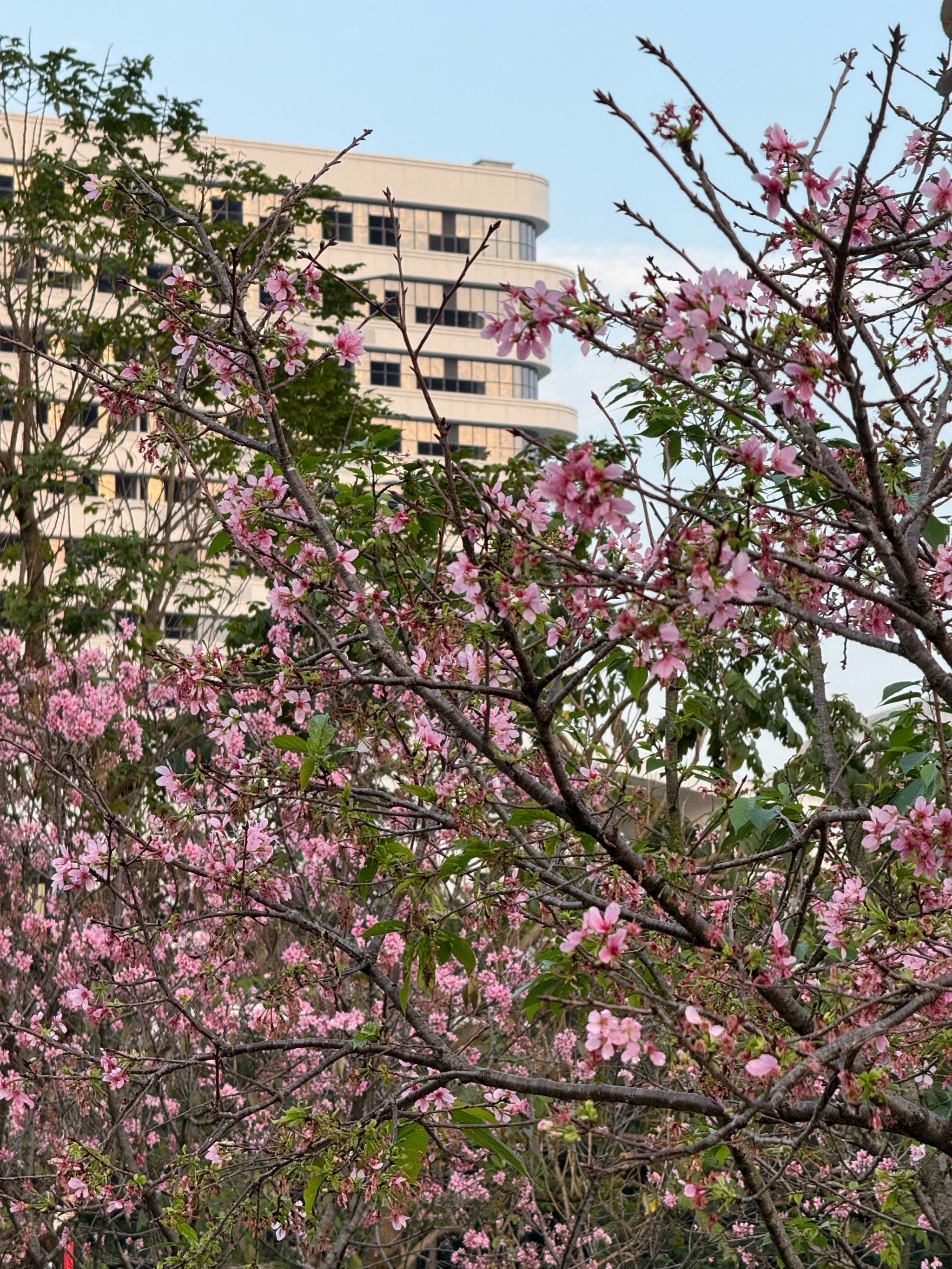 萝岗香雪公园樱花图片