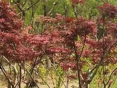 -大兴滨河森林公园