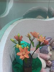 -薇薇安花系SPA
