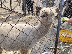 -长白岛森林公园