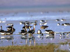 -湖南东洞庭湖国家级自然保护区