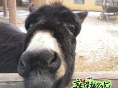 -太原动物园