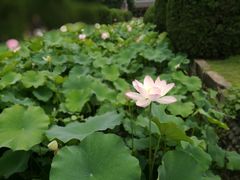 -四川大学(华西校区)