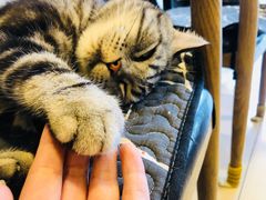 -平行世界·猫咖(首经贸店)