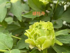 -洛阳市隋唐城遗址植物园