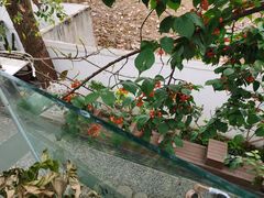 -云里小坐·小院里·团建·宴请·下午茶(三圣乡店)