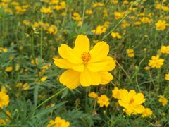 -光明小镇欢乐田园