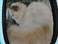 -东方名猫馆·英短金渐层布偶猫舍(环线广场1号楼店)