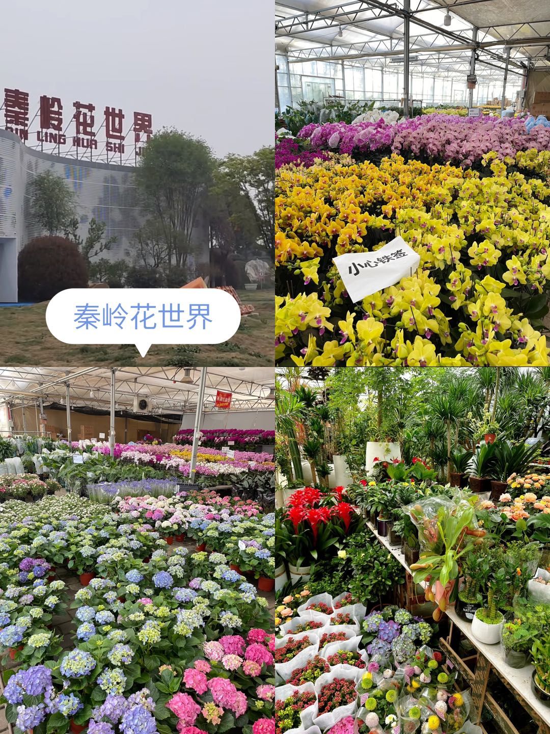 👍在西安这里的花市超好逛💯💯