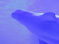 -多彩贵州城极地海洋世界