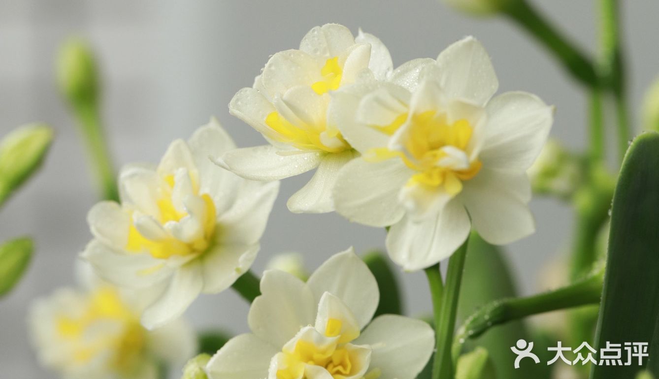 金盏玉台20200309