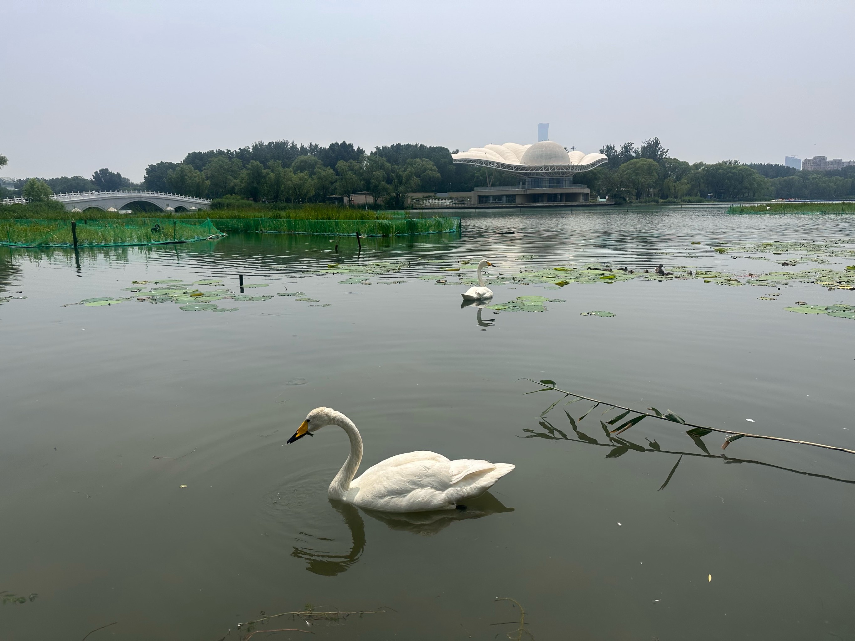 天天领红包朝阳公园天鹅湖,景色宜人,湖光潋滟.