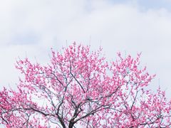 -上海辰山植物园