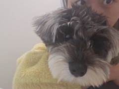 -翊宠yipet猫狗购宠庄园犬舍•猫舍