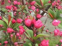 -上海佘山国家森林公园西佘山园