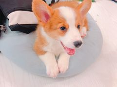 -浣熊柯尔鸭土拨鼠·电玩咖