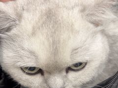 -安安宠医宠物医院·异宠·犬猫内科(岳阳分院)
