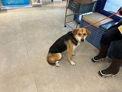 -伟伟宠物医院·CT影像中心·瑞派犬猫综合性门诊(汉口总院)