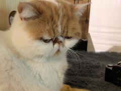 -喵屿·大理花园猫咖