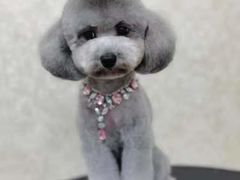 -乐琪宠物(青塔西路店)