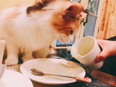 -猫色咖啡·猫咖